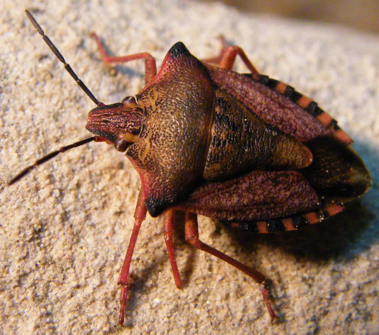 Carpocoris mediterraneus ?