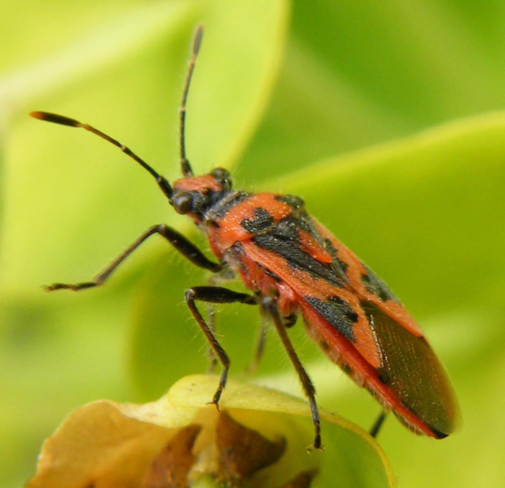 Rhopalidae: Corizus hyoscyami di Sardegna