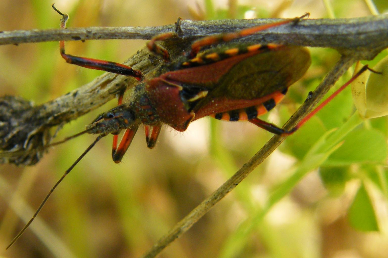 Reduviidae:  Rhynocoris erythropus di Sardegna