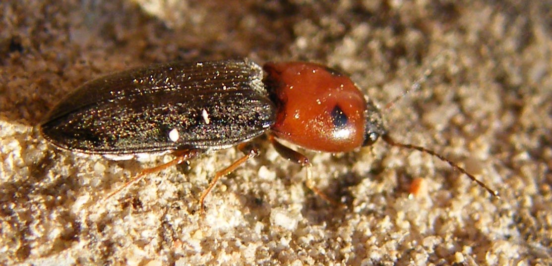 Cardiophorus argiolus?