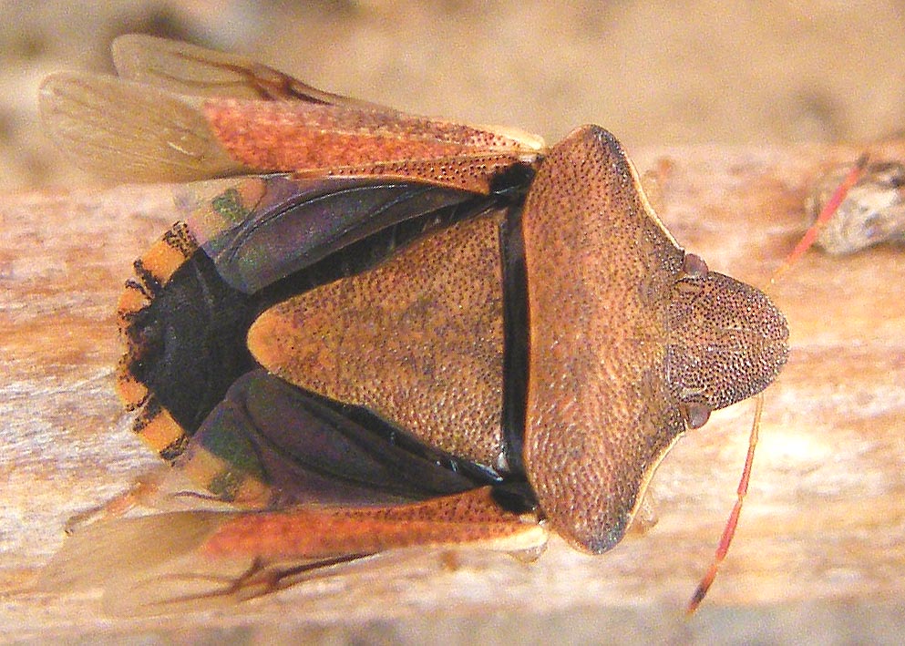 Pentatomidae: Holcostethus strictus nel Cagliaritano