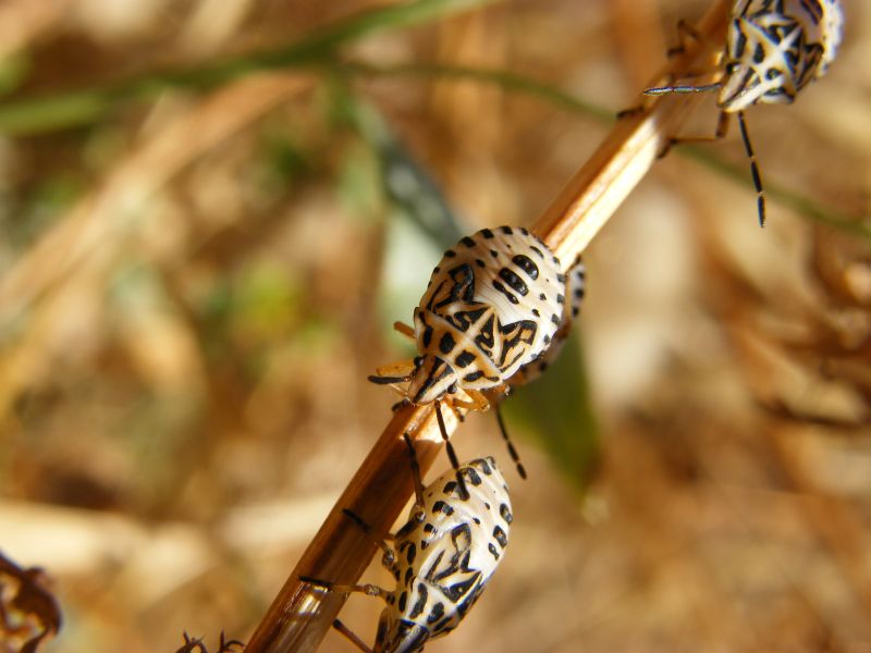 Pentatomidae: ninfe di Codophila varia