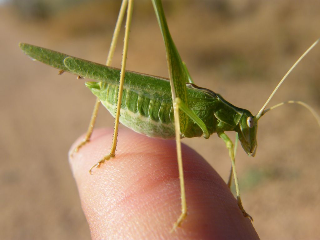 Phaneroptera da determinare