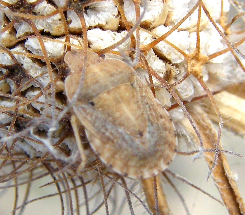 Pentatomidae: Sciocoris helferi delle saline di Cagliari