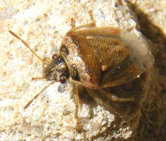 Pentatomidae: Eysarcoris ventralis delle saline di Cagliari