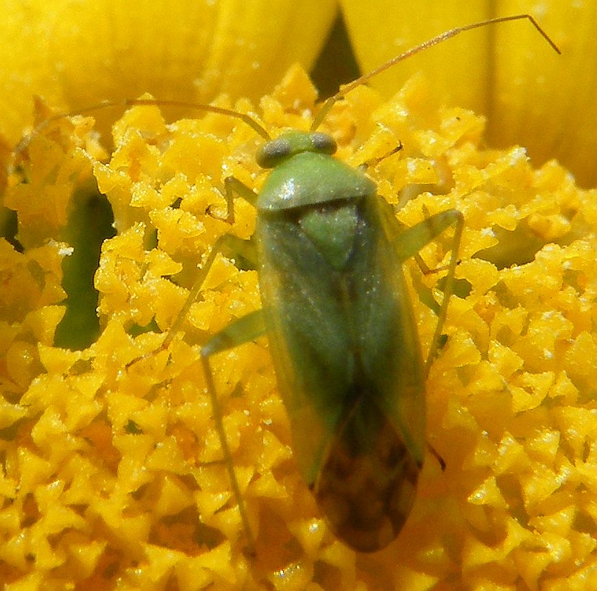 Closterotomus norwegicus?