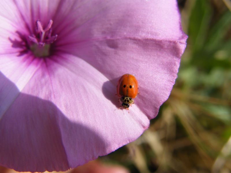 Coccinella da determinare