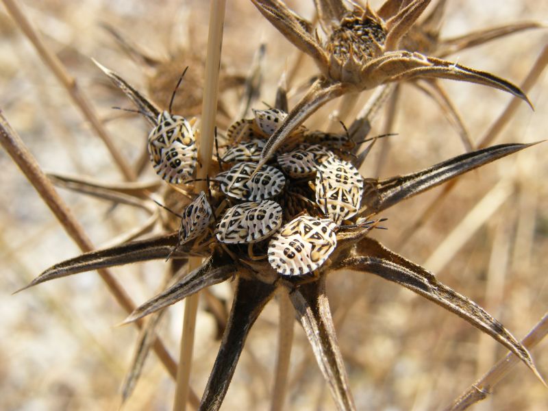 Qualche Codophila varia della Sardegna