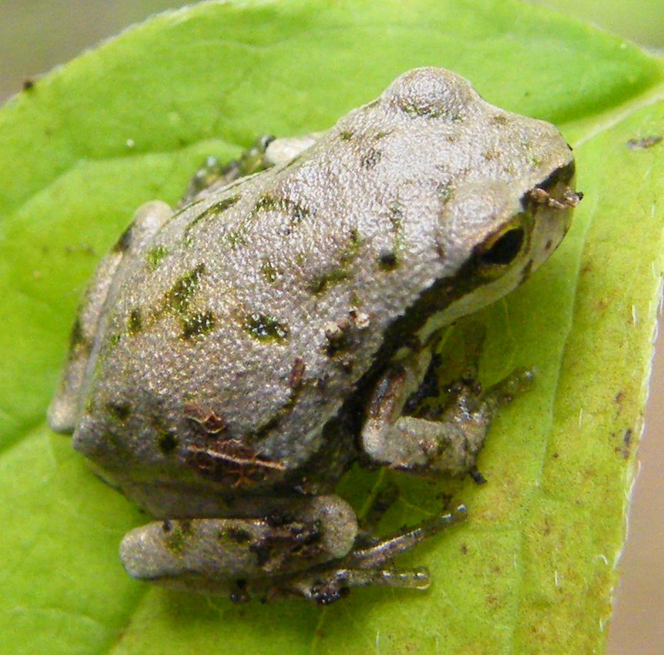 Hyla sarda