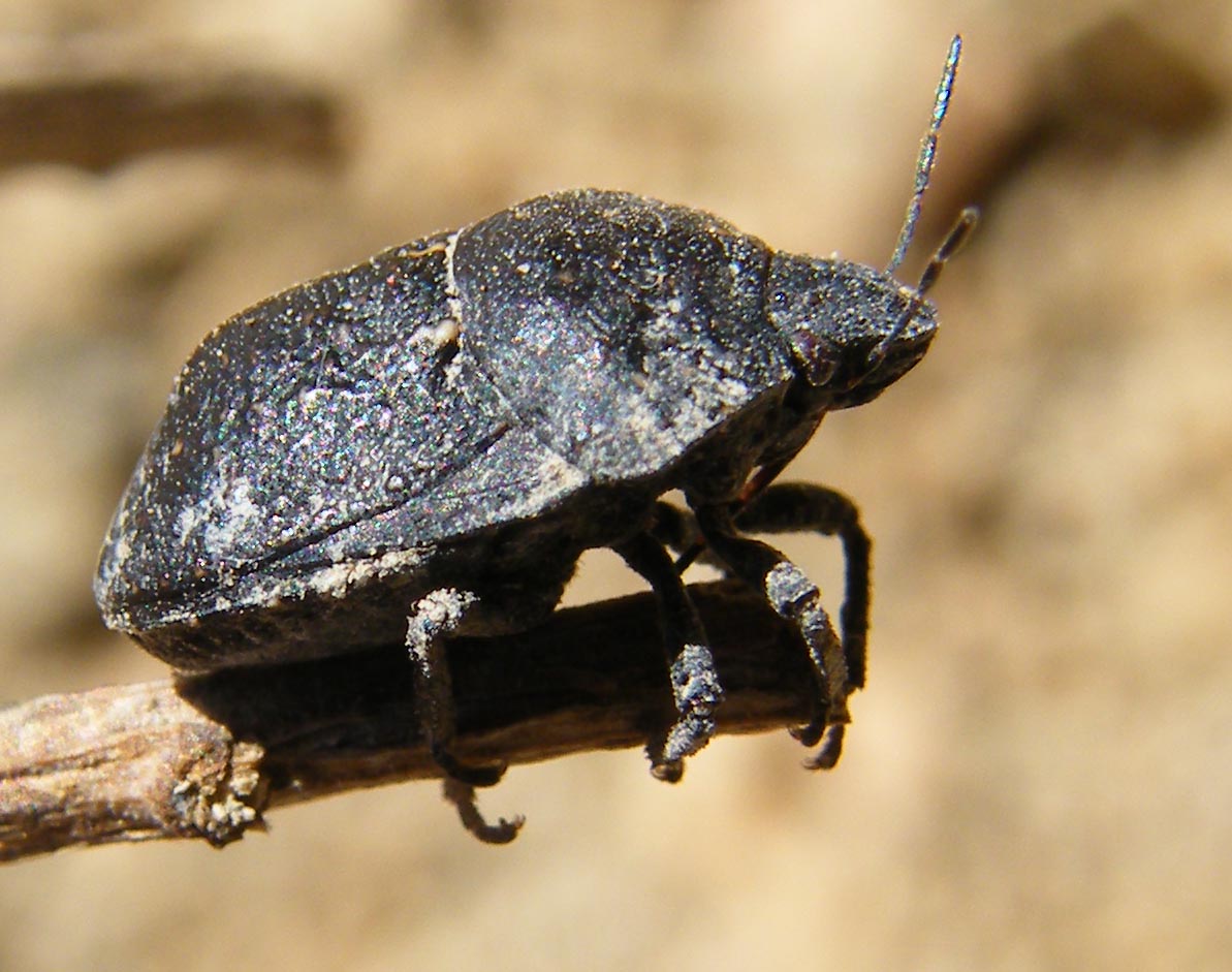 Scutelleridae: Psacasta cf exanthematica della Sardegna (CA)