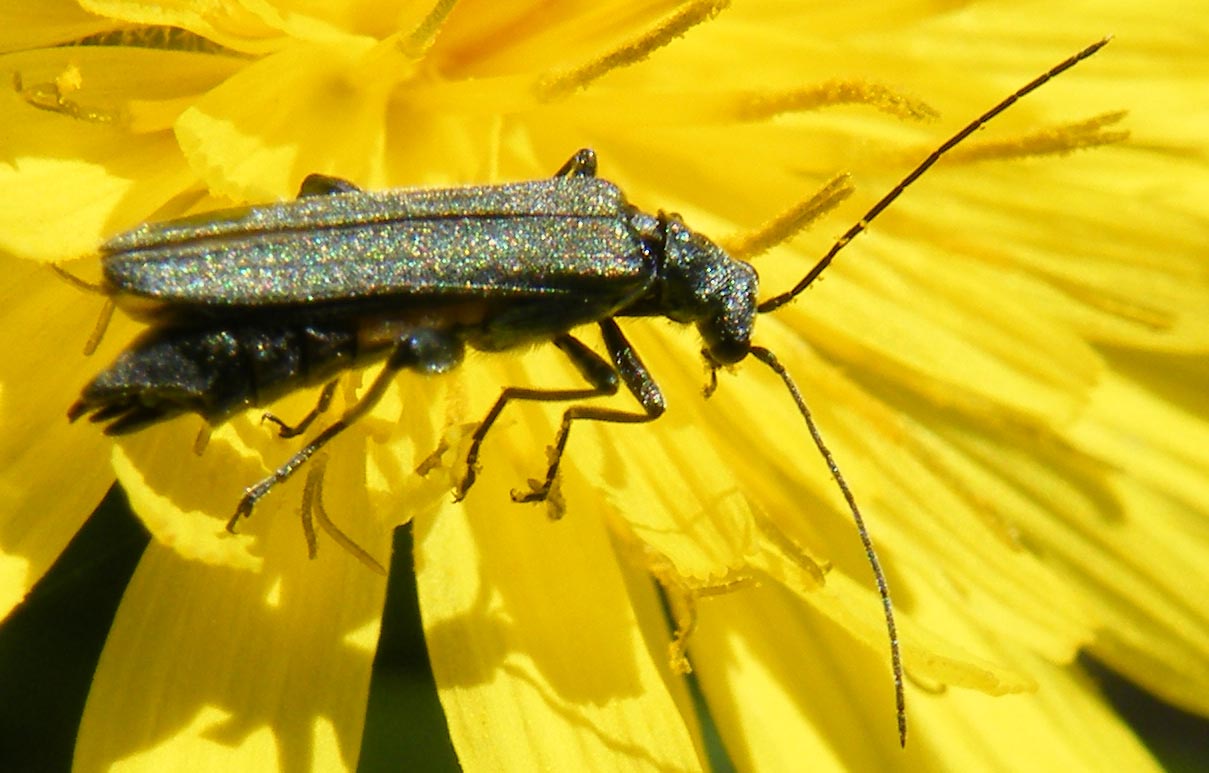 Oedemeride da identificare