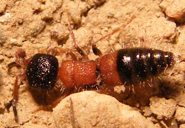 Paramyrmosa brunnipes (Mutillidae), dalla Sardegna