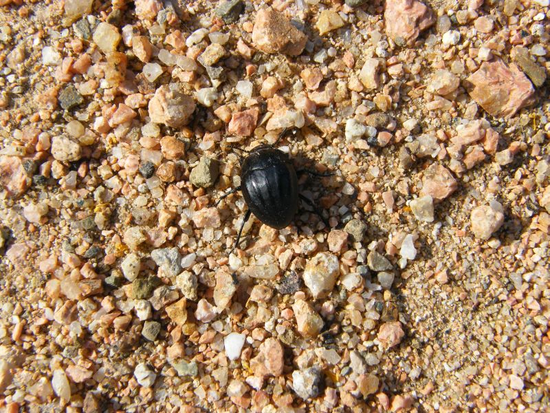 Erodius audouini peyroleri