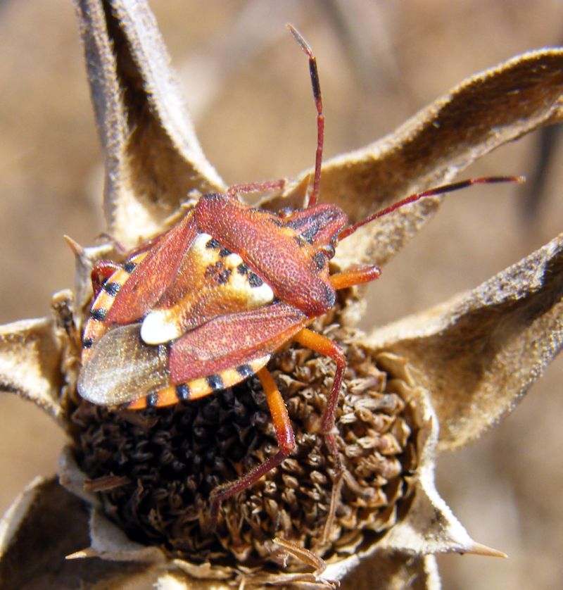 Qualche Codophila varia della Sardegna