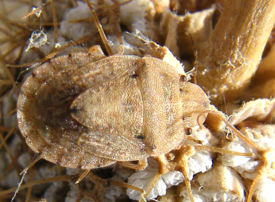 Pentatomidae: Sciocoris helferi delle saline di Cagliari