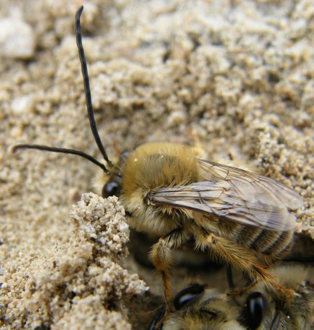 Eucera sp. . (Apidae)