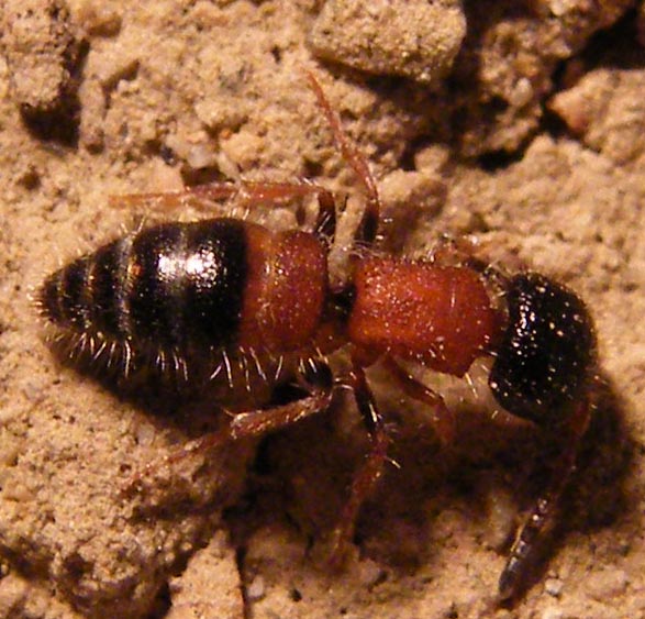Paramyrmosa brunnipes (Mutillidae), dalla Sardegna