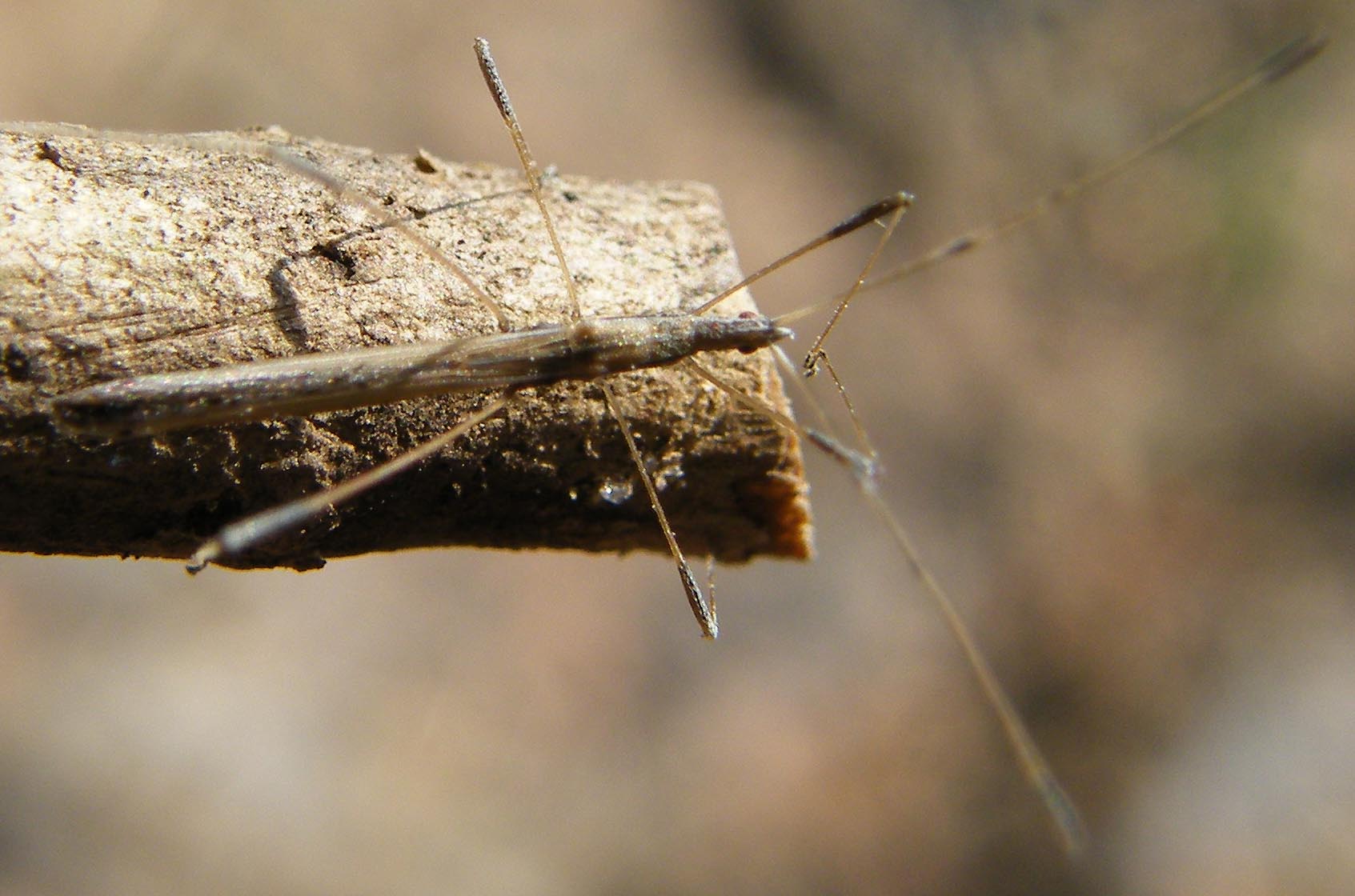 Berytidae: Neides aduncus della Sardegna