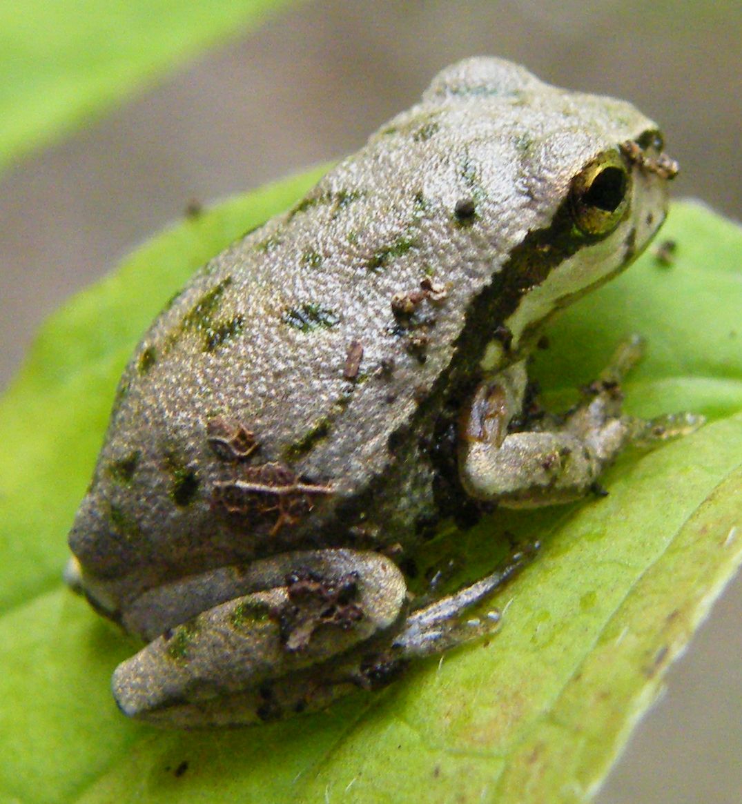 Hyla sarda