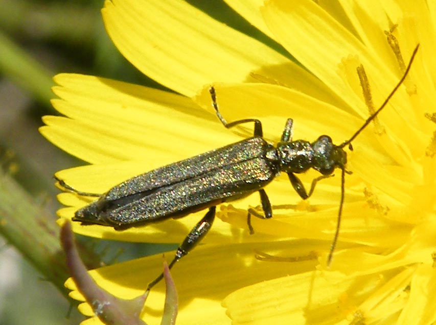 Oedemeride da identificare