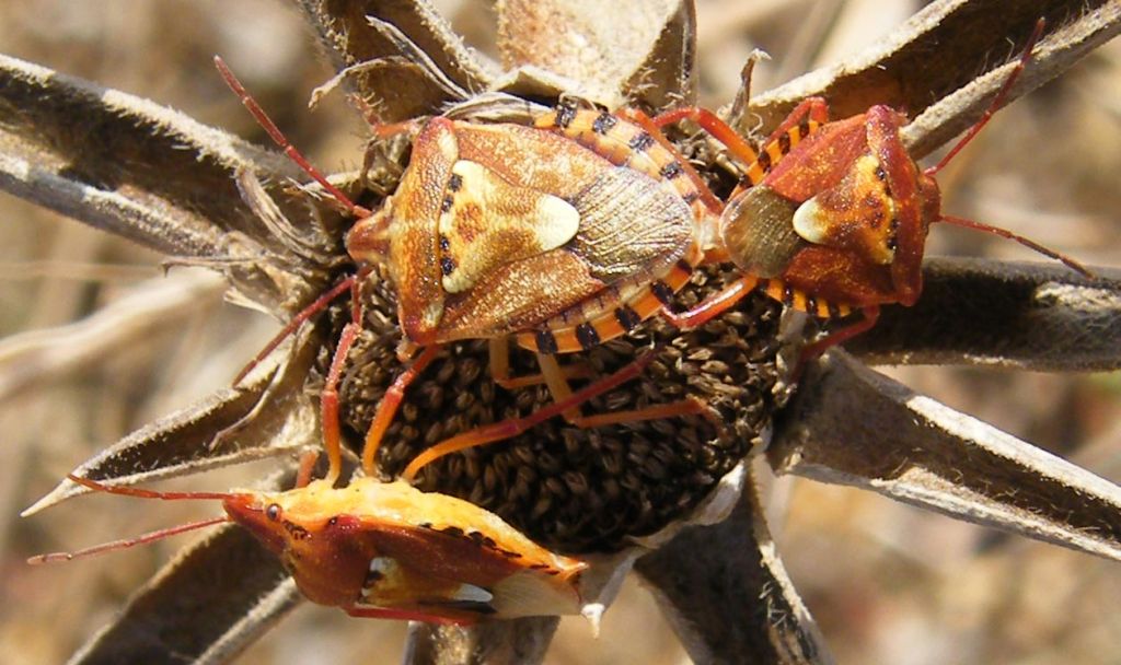 Qualche Codophila varia della Sardegna