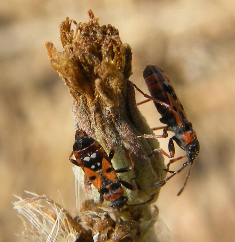 Lygaeidae: Horvathiolus gibbicollis delle saline di Cagliari