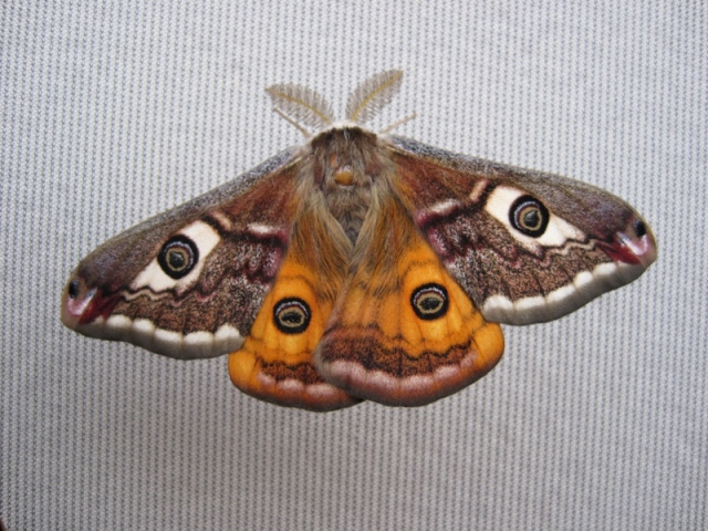 Saturnia pavonia e pavoniella insieme.