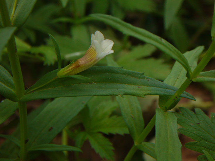 Gratiola officinalis / Gratiola, graziella