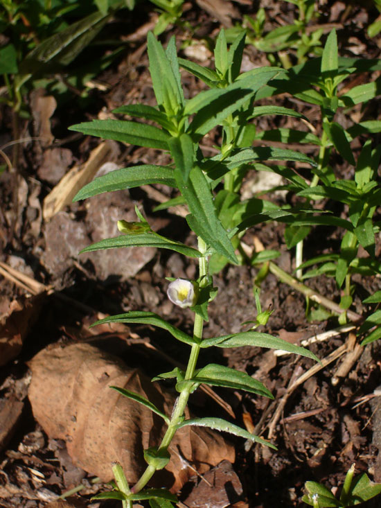 Gratiola officinalis / Gratiola, graziella