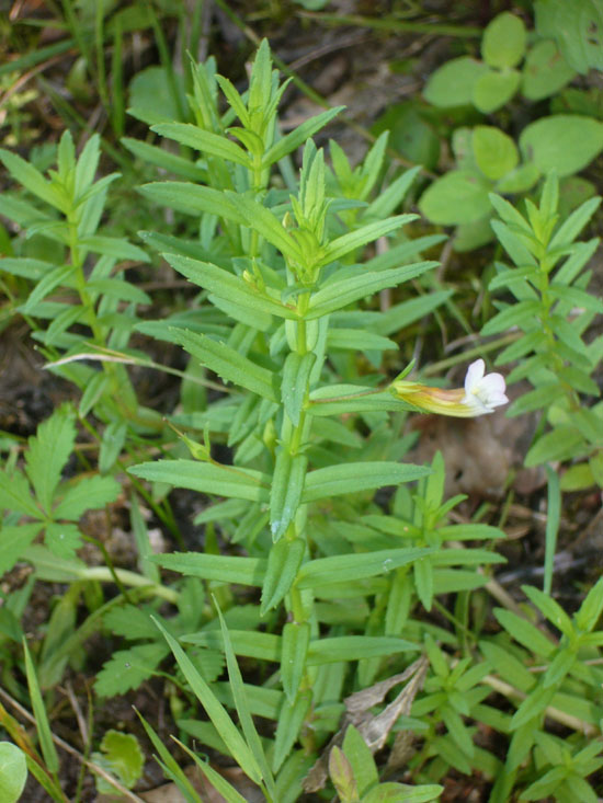 Gratiola officinalis / Gratiola, graziella