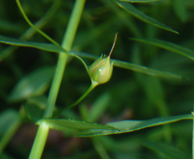 Gratiola officinalis / Gratiola, graziella