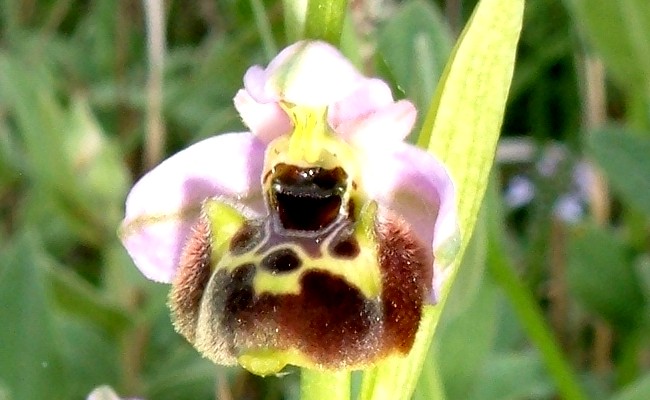 Orchidee della Liguria occidentale