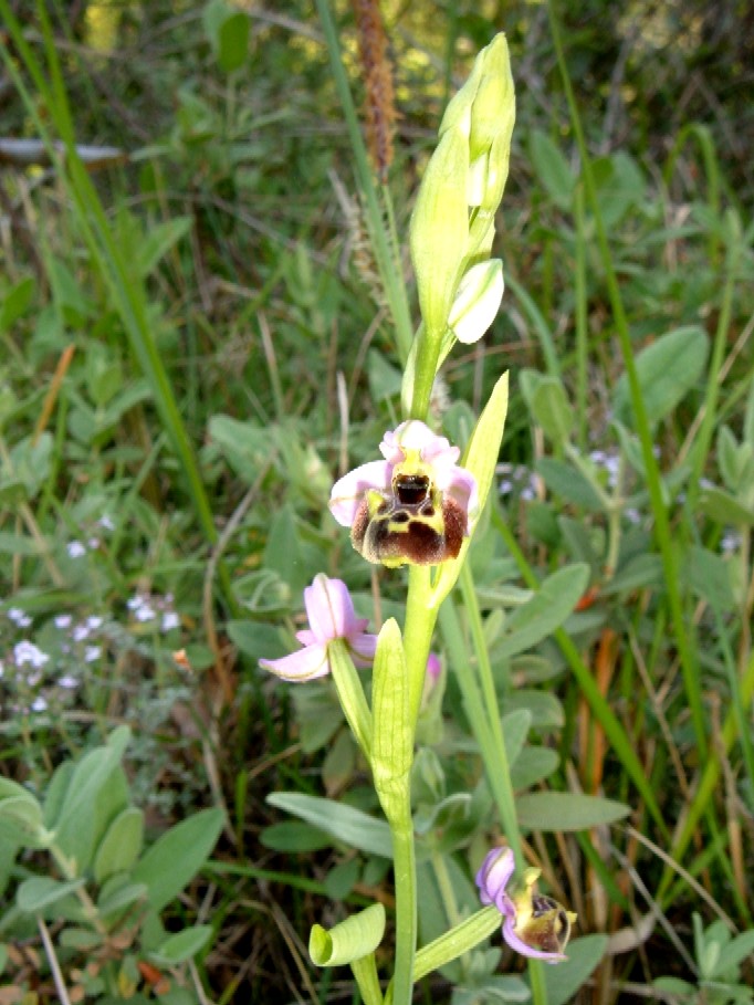 Orchidee della Liguria occidentale