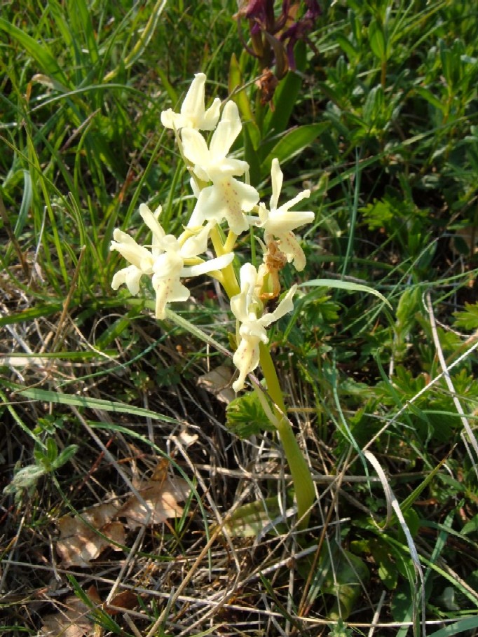 Orchidee della Liguria occidentale