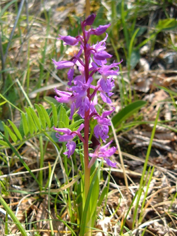 Orchidee della Liguria occidentale