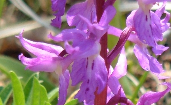 Orchidee della Liguria occidentale