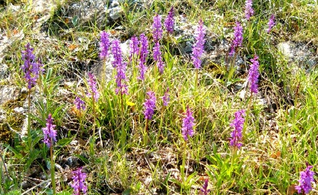 Orchidee della Liguria occidentale