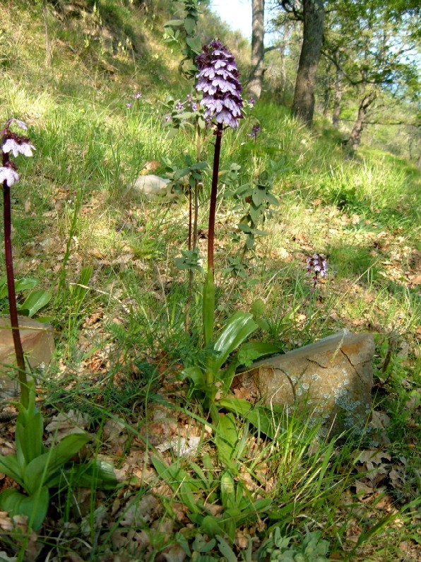 Orchidee della Liguria occidentale