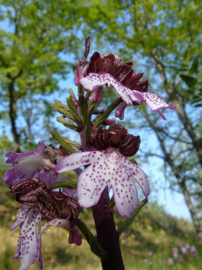 Orchidee della Liguria occidentale