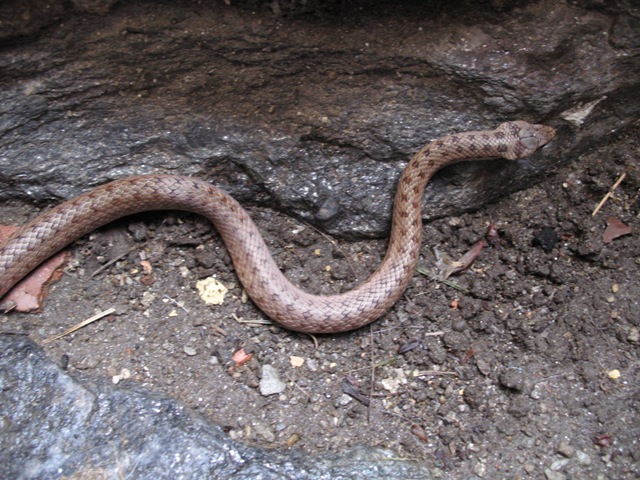 Coronella austriaca