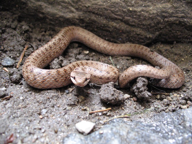 Coronella austriaca