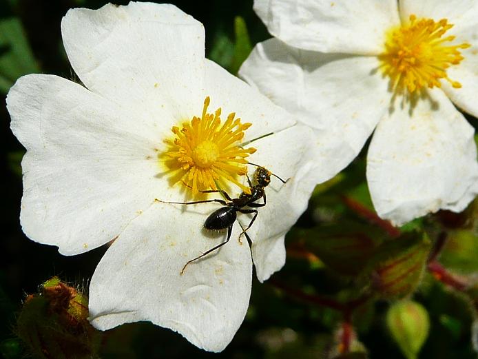 Camponotus sp. (Formicidae)