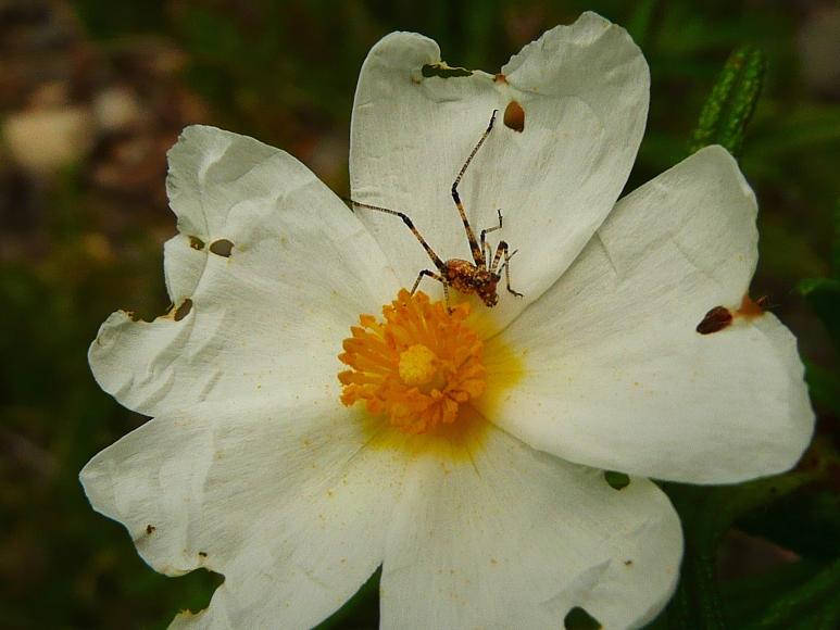 Stadi giovanili di Ensiferi dal Parco del Cilento (Campania)