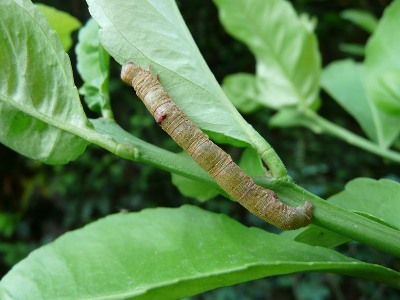 bruco di Ascotis selenaria?