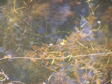 Utricularia australis?