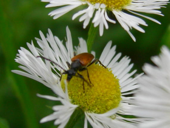 Pseudalosterna (Pseudovadonia) livida