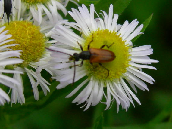 Pseudalosterna (Pseudovadonia) livida