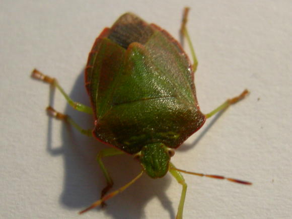 Pentatomidae da determinare