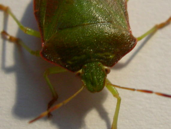 Pentatomidae da determinare