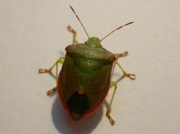 Pentatomidae da determinare